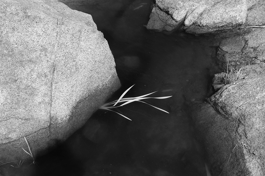 Infrared Photo of Pool and Weed in Granite Depression.